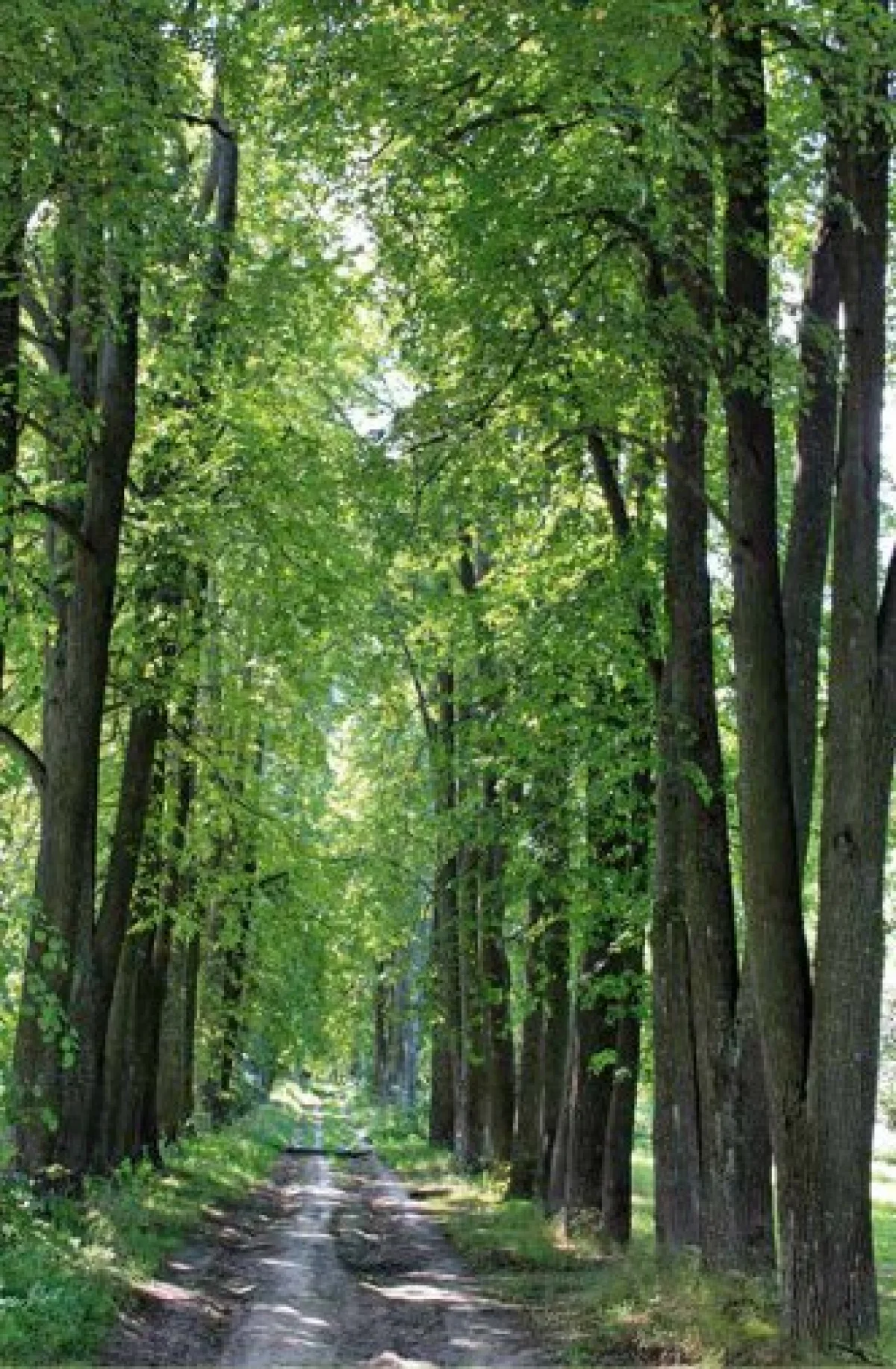 Липовая аллея в Милотичах.