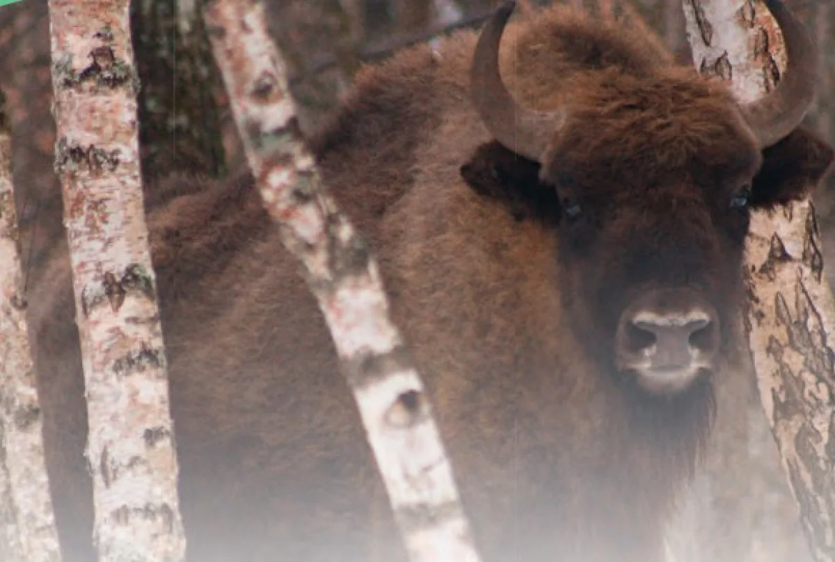 В наших лесах живут зубры. 