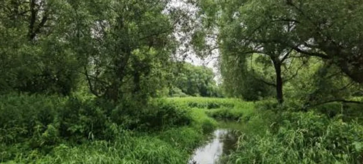 Так выглядела Медынка до загрязнения.