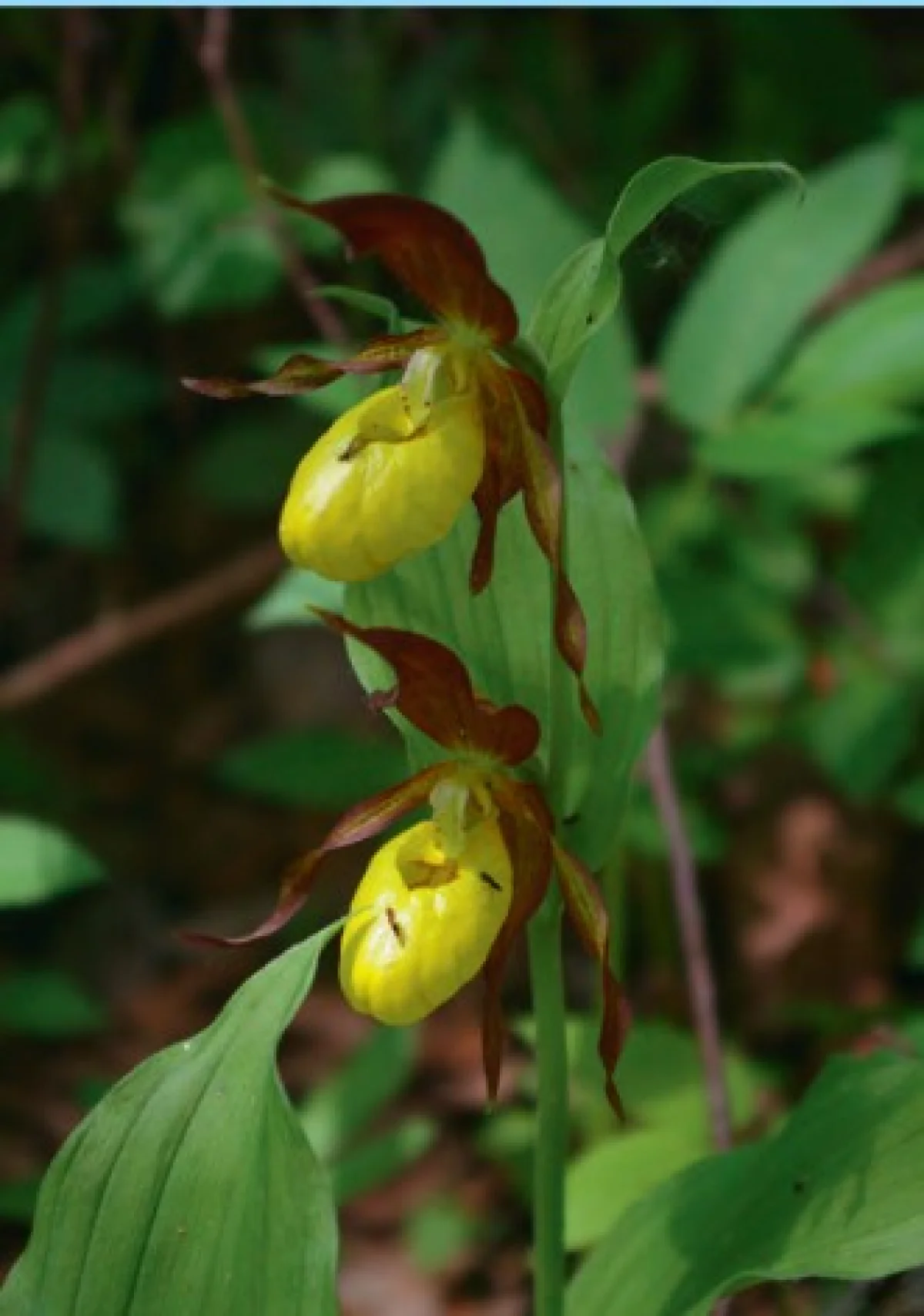 Венерин башмачок.