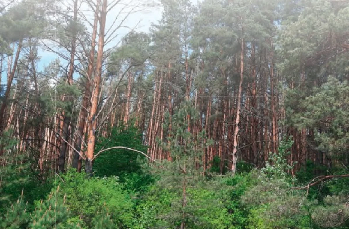 Тимофеевский бор.