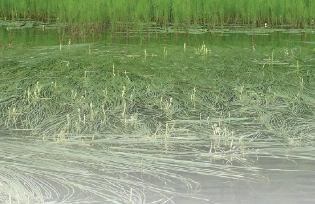 Ежеголовник.