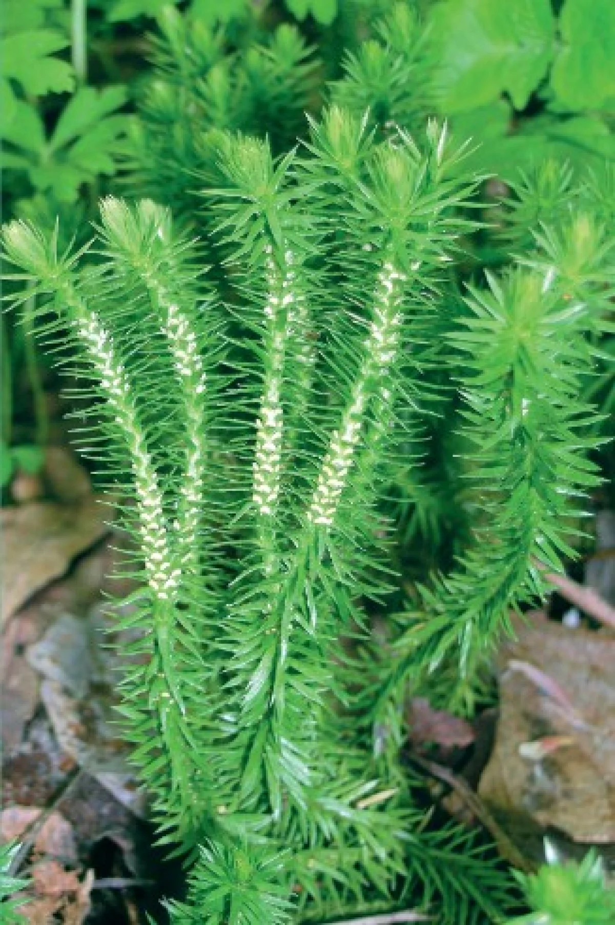 Вот так выглядит редкое растение баранец.