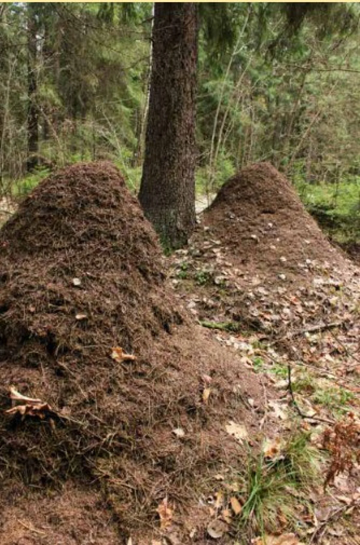 В Зикеево муравейники на каждом шагу.