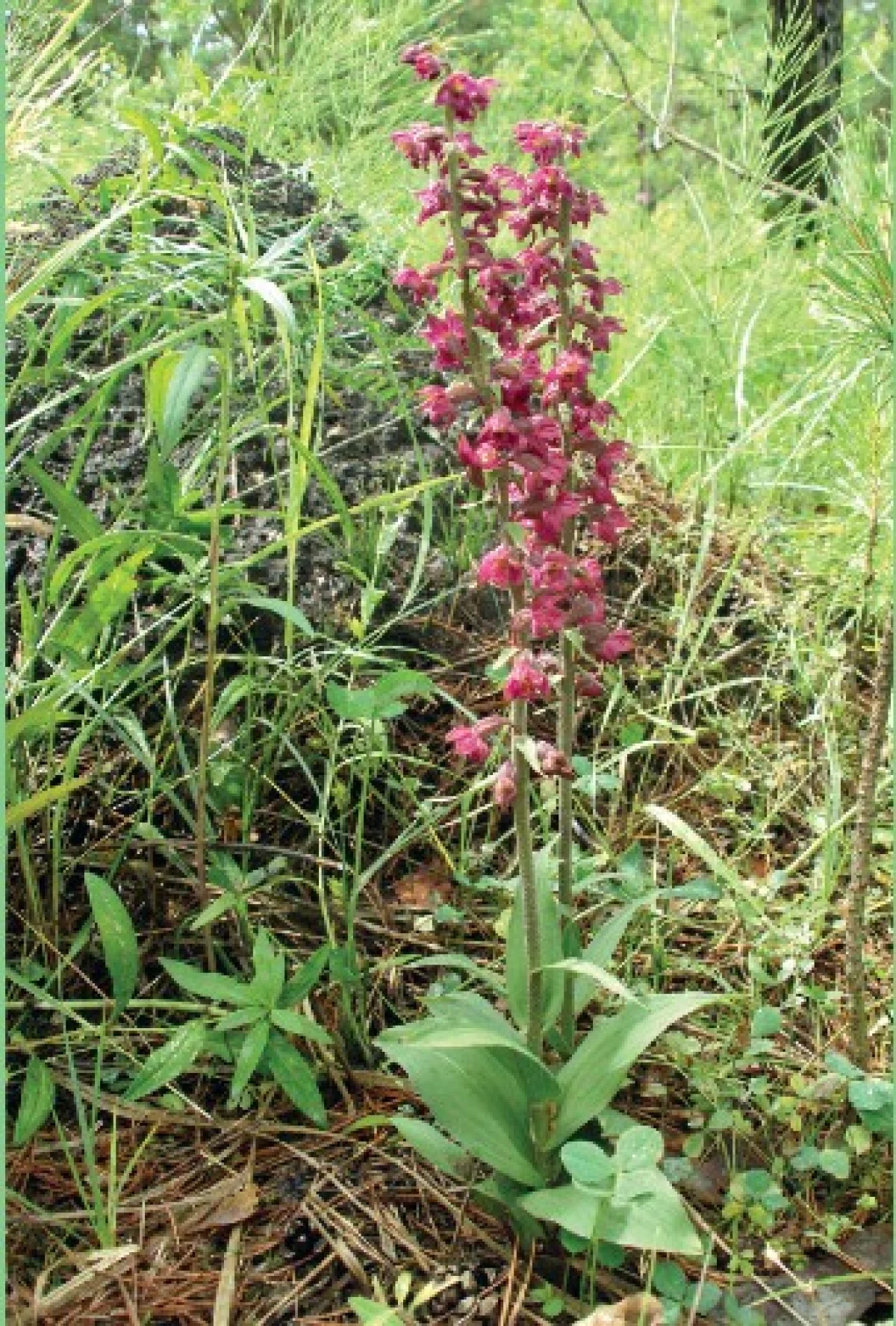 Дремлик темно-красный в Акатовском карьере.