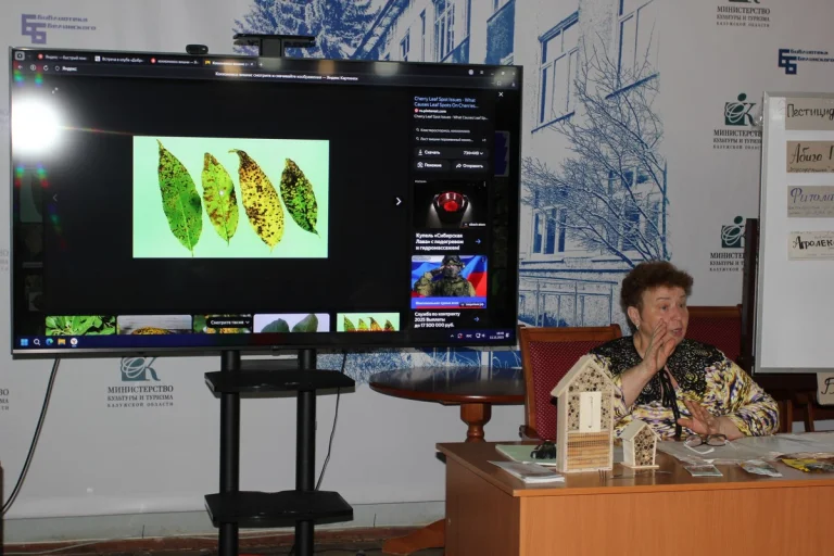 Если листья летом желтеют и опадают – это коккомикоз. 