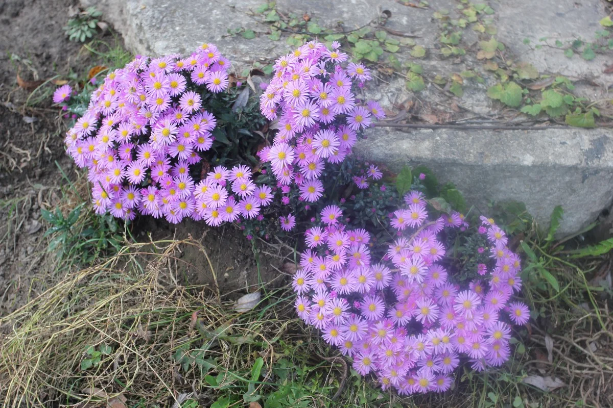 В этом году в городе долго цвели цветы.    