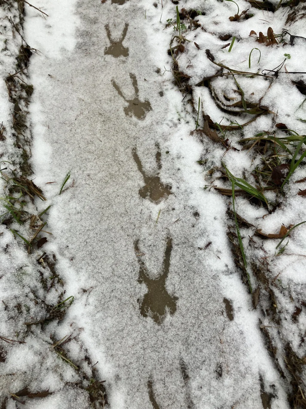 В Калужской области зимой проснулись лягушки