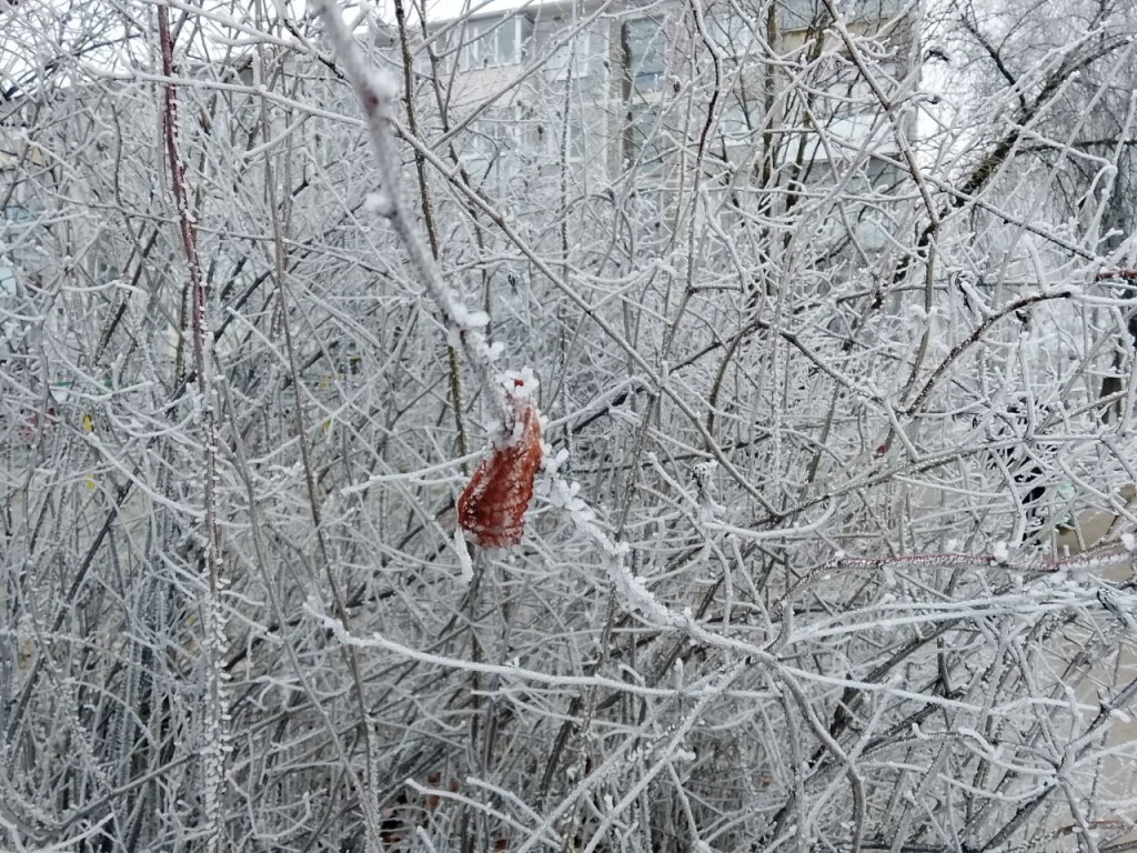 Сильные морозы надвигаются на Калугу