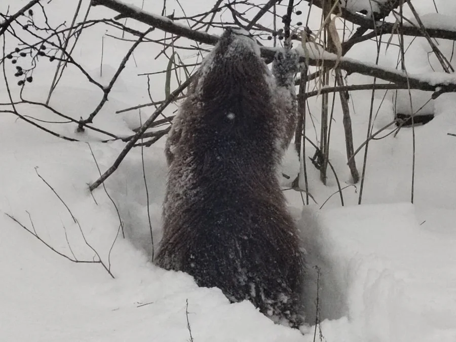 Сотрудники калужского заповедника запечатлели зимнюю прогулку бобра