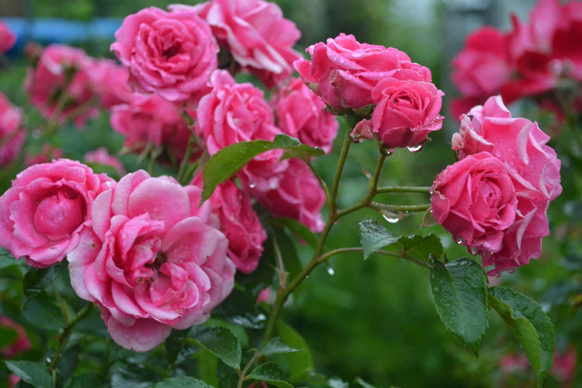 На ее участке цветут розы.