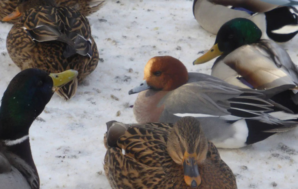 В Калужской области пересчитали зимующих птиц