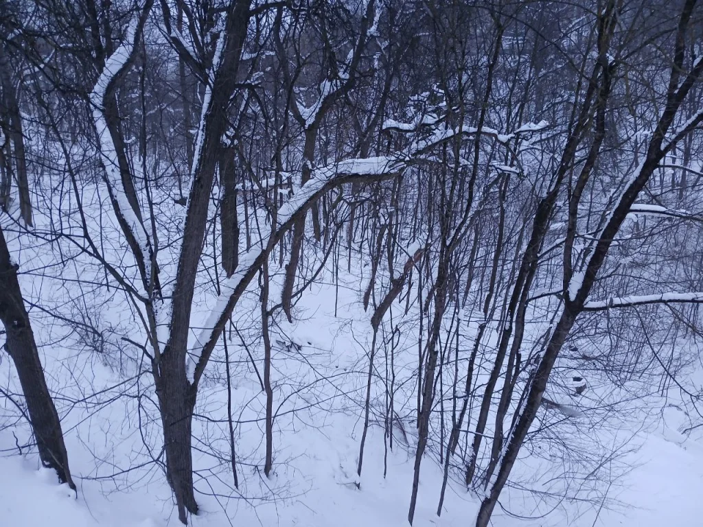 Затяжной снегопад прогнозируют в Калужской области