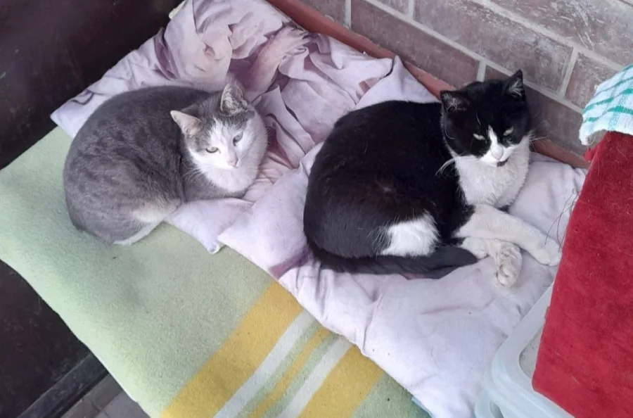 Хозяин калужского зоомагазина объявил войну кошке