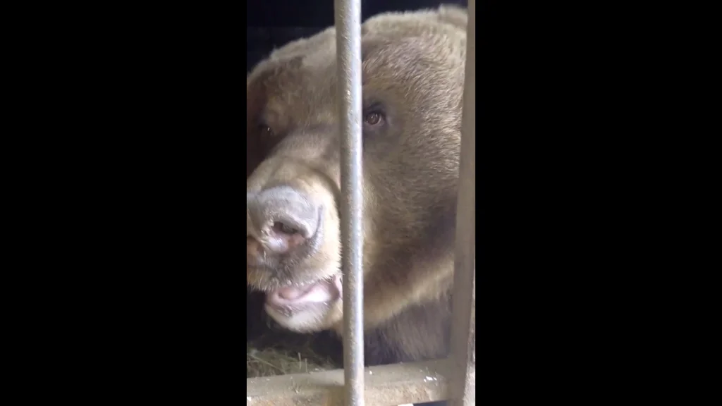 В Калуге проснулась медведица Маша