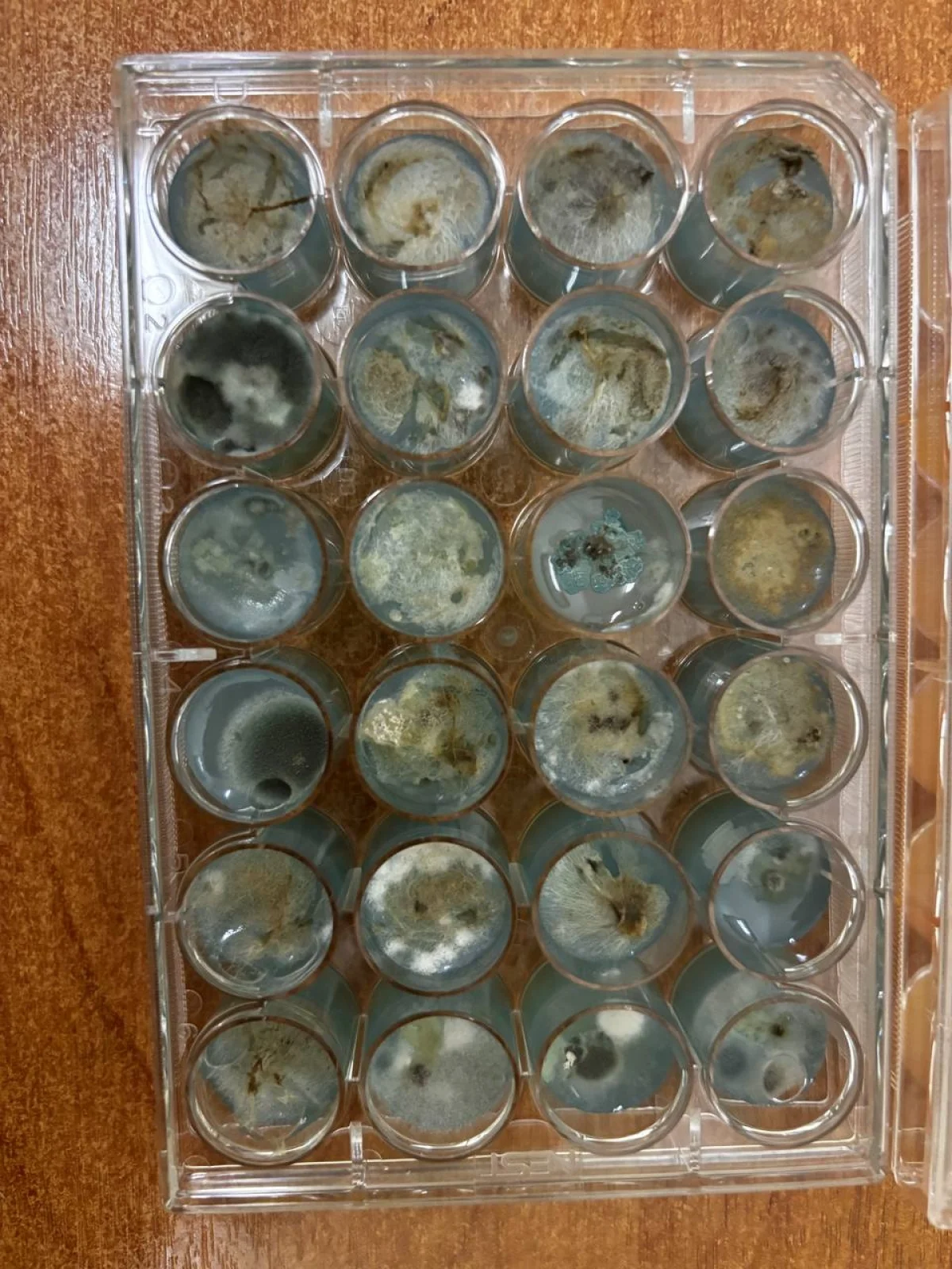 Вырастили колонии микроорганизмов.