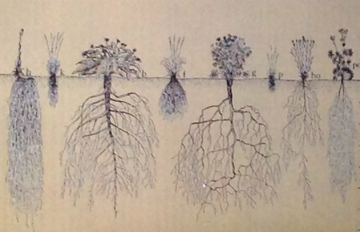 Корневая система кустарников.