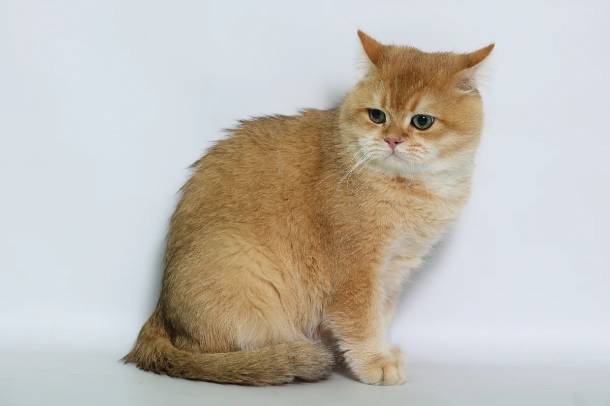 Классический британец
