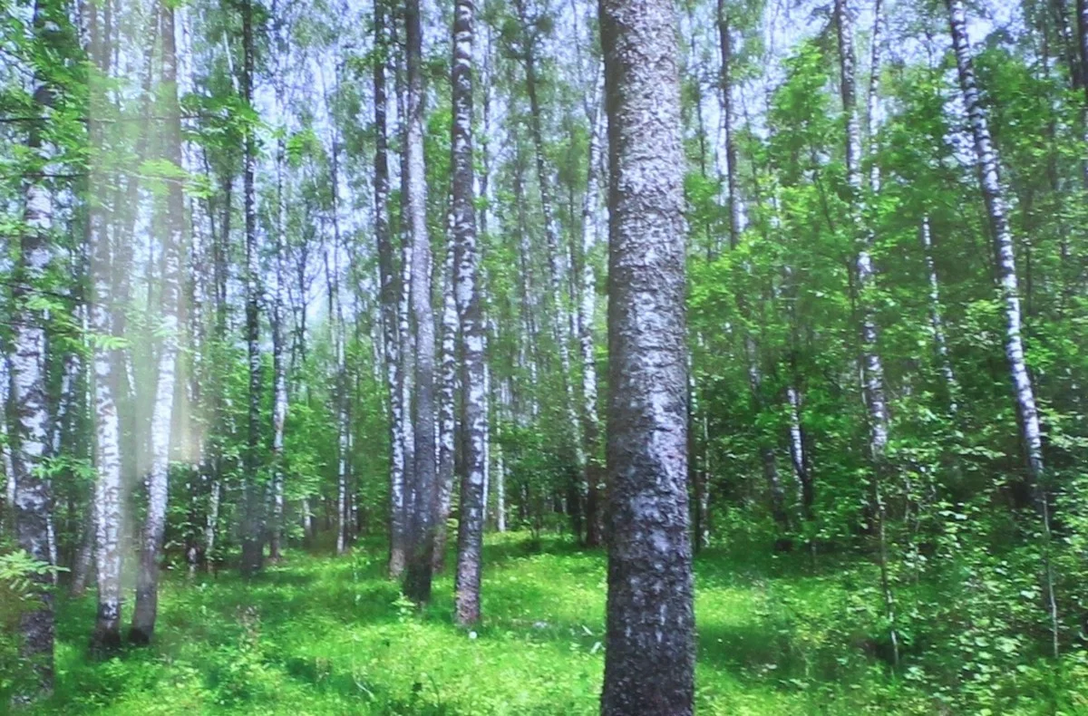 Коровинский лес.