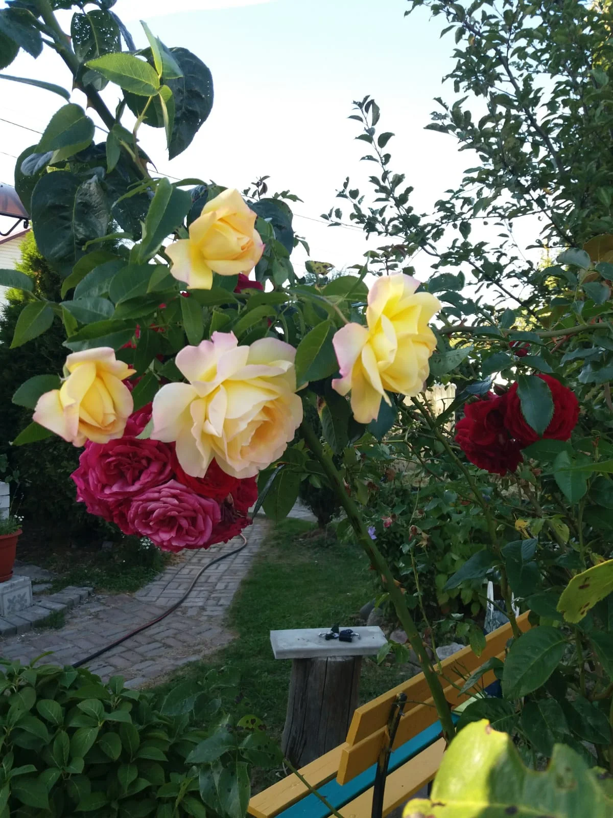 У Татьяны Петровны роз много, сажает их и во дворе, и на даче.  