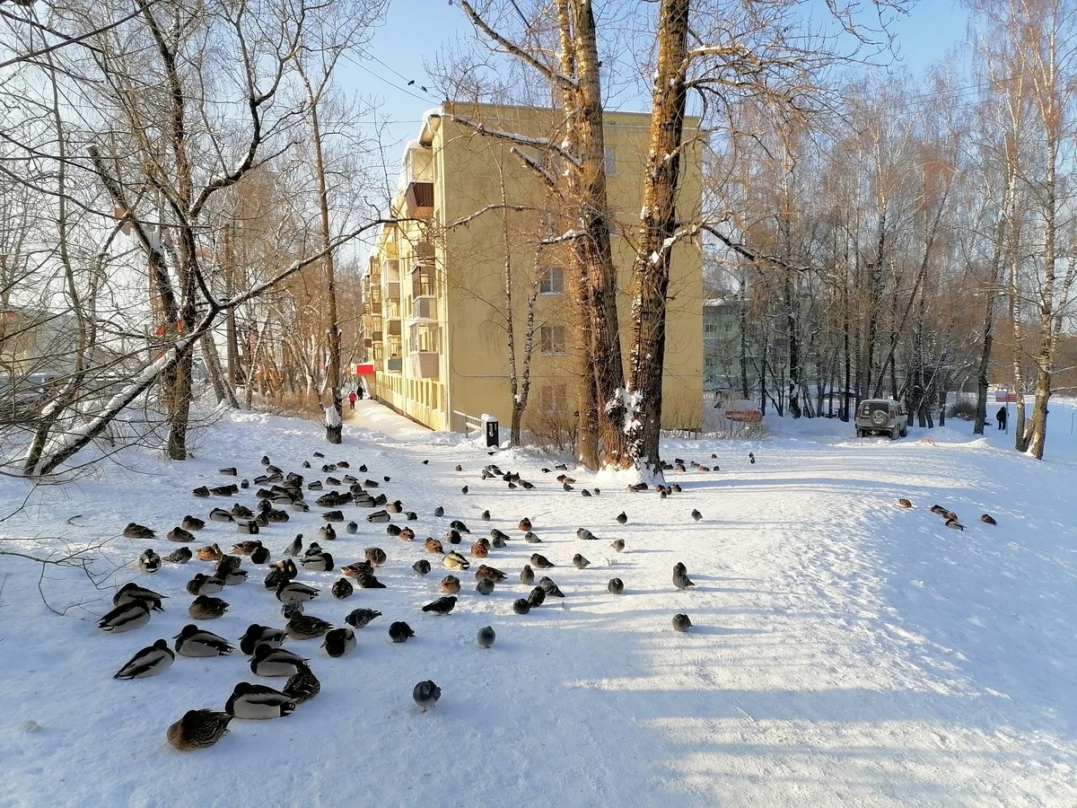 Кряквы на ул. Пухова.