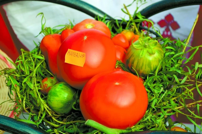 Трудоустраиваем семена и морим жаждой томаты - Статьи, аналитика ...