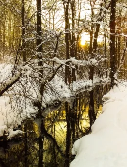 Золото зимы