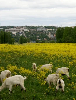 Вид на Калугу в год Козы