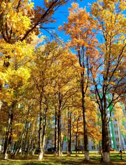 Золото Калуги