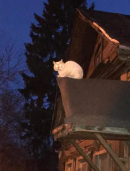 Живой охлупень