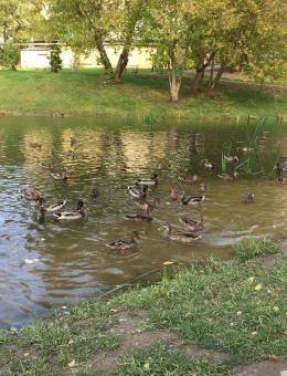 Дикие утки на Пуховском пруду